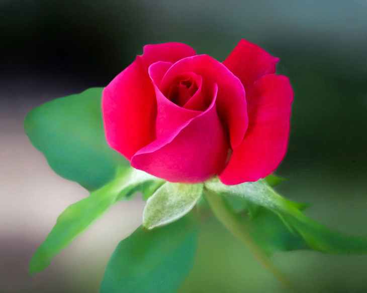 red rose flower